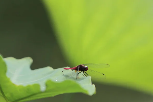 Dragonfly Πράσινο Γρασίδι Στέλεχος Πράσινο Φόντο — Φωτογραφία Αρχείου