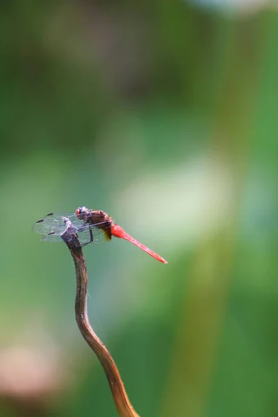 Dragonfly Πράσινο Γρασίδι Στέλεχος Πράσινο Φόντο — Φωτογραφία Αρχείου