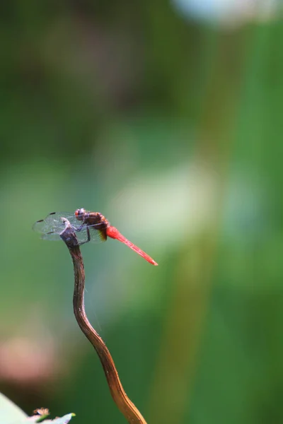 Dragonfly Green Grass Stem Green Background — Foto de Stock