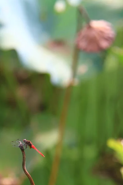 Dragonfly Green Grass Stem Green Background — Stok fotoğraf