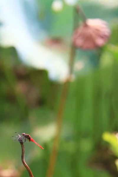 Dragonfly Green Grass Stem Green Background — Stok fotoğraf