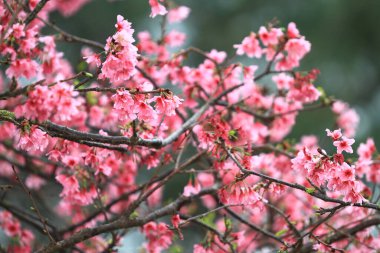 5 March 2011 the Cherry blossoms in full bloom at Cheung Chau