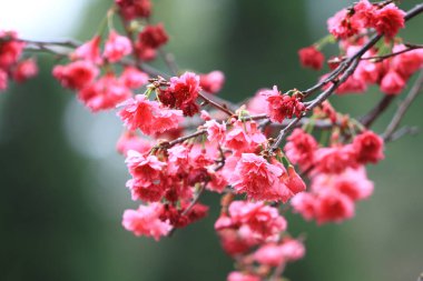 5 March 2011 the Cherry blossoms in full bloom at Cheung Chau