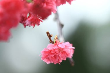 5 March 2011 the Cherry blossoms in full bloom at Cheung Chau