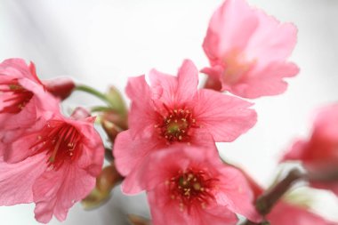5 March 2011 the Cherry blossoms in full bloom at Cheung Chau
