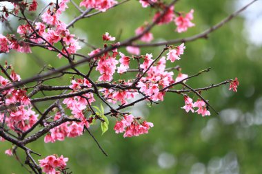 5 March 2011 the Cherry blossoms in full bloom at Cheung Chau