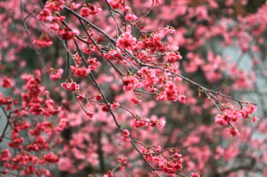 5 March 2011 the Cherry blossoms in full bloom at Cheung Chau