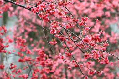 5 March 2011 the Cherry blossoms in full bloom at Cheung Chau