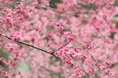 5 March 2011 the Cherry blossoms in full bloom at Cheung Chau
