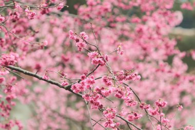 5 March 2011 the Cherry blossoms in full bloom at Cheung Chau