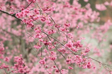 5 March 2011 the Cherry blossoms in full bloom at Cheung Chau