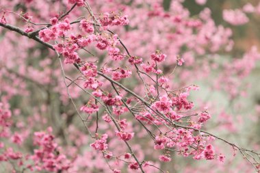 5 March 2011 the Cherry blossoms in full bloom at Cheung Chau