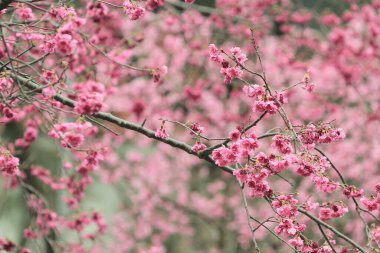 5 March 2011 the Cherry blossoms in full bloom at Cheung Chau