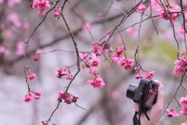 5 March 2011 the Cherry blossoms in full bloom at Cheung Chau