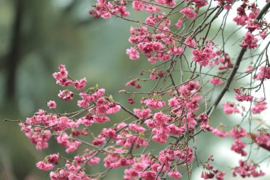 5 March 2011 the Cherry blossoms in full bloom at Cheung Chau