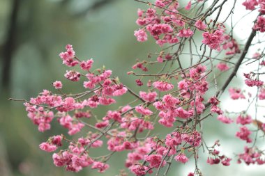 5 March 2011 the Cherry blossoms in full bloom at Cheung Chau