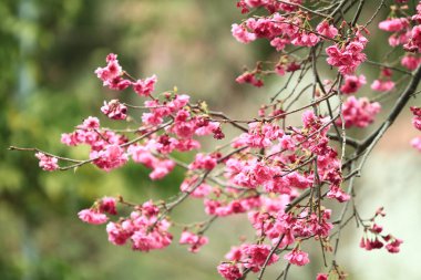 5 March 2011 the Cherry blossoms in full bloom at Cheung Chau