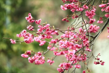 5 March 2011 the Cherry blossoms in full bloom at Cheung Chau