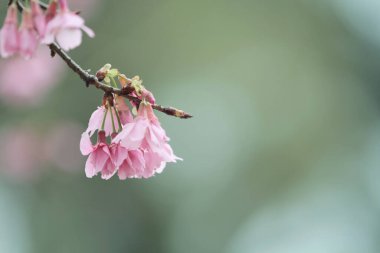5 March 2011 the Cherry blossoms in full bloom at Cheung Chau