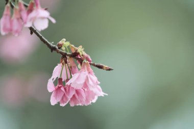5 March 2011 the Cherry blossoms in full bloom at Cheung Chau