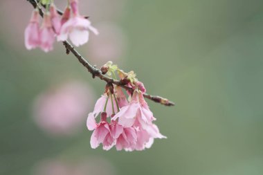 5 March 2011 the Cherry blossoms in full bloom at Cheung Chau