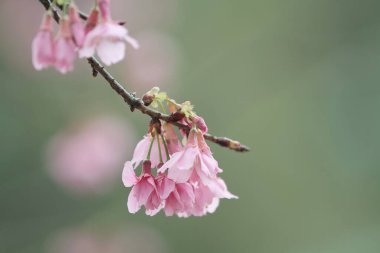 5 March 2011 the Cherry blossoms in full bloom at Cheung Chau