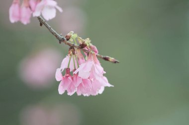 5 March 2011 the Cherry blossoms in full bloom at Cheung Chau