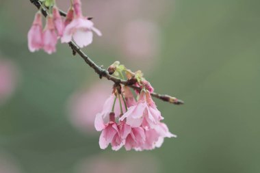5 March 2011 the Cherry blossoms in full bloom at Cheung Chau
