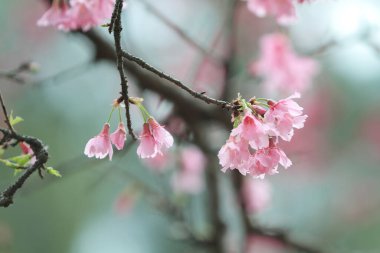 5 March 2011 the Cherry blossoms in full bloom at Cheung Chau