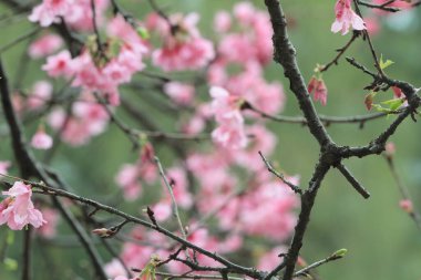 5 March 2011 the Cherry blossoms in full bloom at Cheung Chau