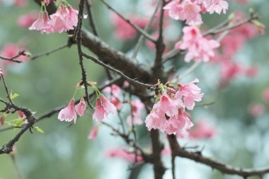 5 March 2011 the Cherry blossoms in full bloom at Cheung Chau