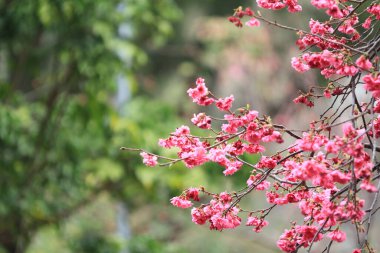 5 March 2011 the Cherry blossoms in full bloom at Cheung Chau