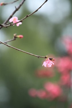 5 March 2011 the Cherry blossoms in full bloom at Cheung Chau