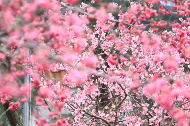 5 March 2011 the Cherry blossoms in full bloom at Cheung Chau