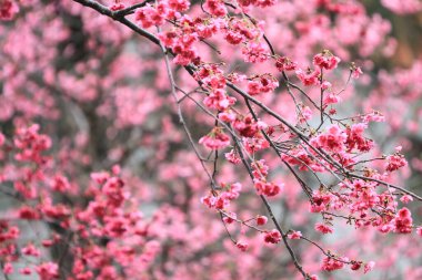 5 March 2011 the Cherry blossoms in full bloom at Cheung Chau