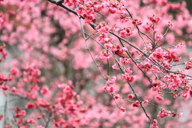 5 March 2011 the Cherry blossoms in full bloom at Cheung Chau
