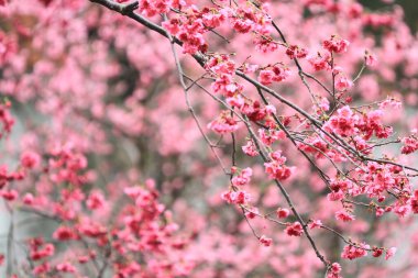 5 March 2011 the Cherry blossoms in full bloom at Cheung Chau