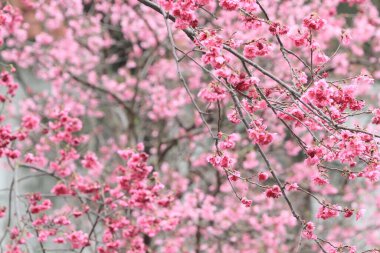 5 March 2011 the Cherry blossoms in full bloom at Cheung Chau