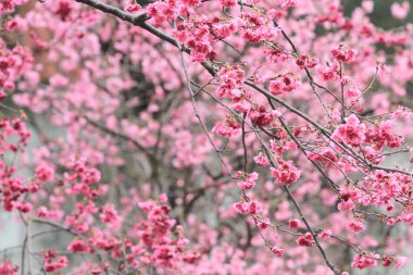 5 March 2011 the Cherry blossoms in full bloom at Cheung Chau