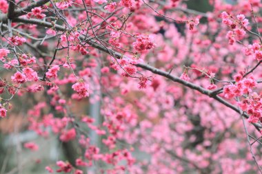 5 March 2011 the Cherry blossoms in full bloom at Cheung Chau