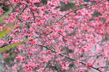 5 March 2011 the Cherry blossoms in full bloom at Cheung Chau