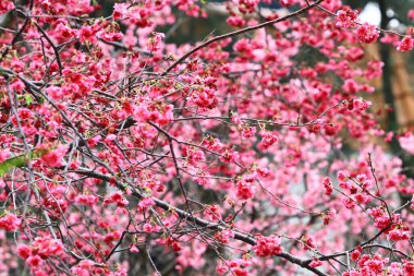 5 March 2011 the Cherry blossoms in full bloom at Cheung Chau