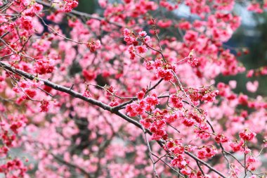 5 March 2011 the Cherry blossoms in full bloom at Cheung Chau