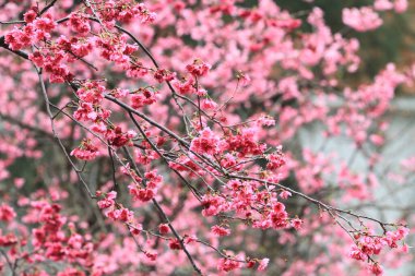 5 March 2011 the Cherry blossoms in full bloom at Cheung Chau