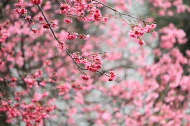 5 March 2011 the Cherry blossoms in full bloom at Cheung Chau