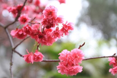 5 March 2011 the Cherry blossoms in full bloom at Cheung Chau