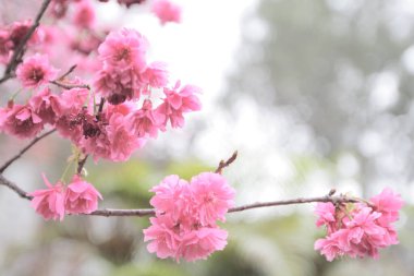 5 March 2011 the Cherry blossoms in full bloom at Cheung Chau