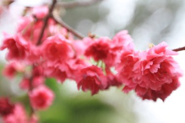 5 March 2011 the Cherry blossoms in full bloom at Cheung Chau
