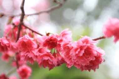 5 March 2011 the Cherry blossoms in full bloom at Cheung Chau