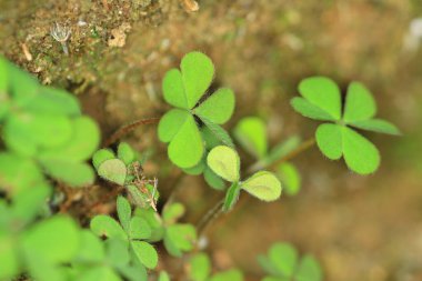 plant leaf,  green plant leaf, the nature concept